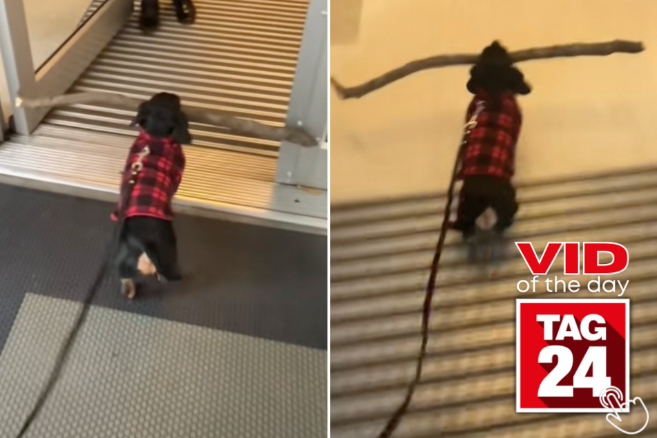 This adorable dog was determined to bring his oversized treasure inside, no matter how impractical the mission seemed.