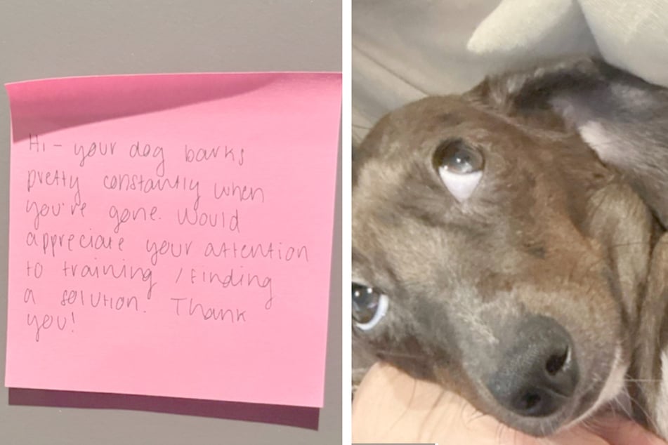 When Martini the dog moved in, she caused a lot of annoyance to her neighbors. Her owner wanted to clear up the trouble, but was shocked to see the evidence!