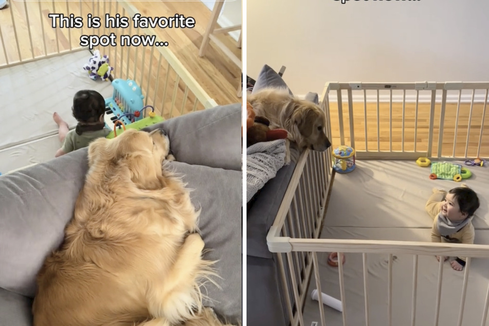Since baby Frankie was born, the four-legged friend prefers to sit next to the playpen.