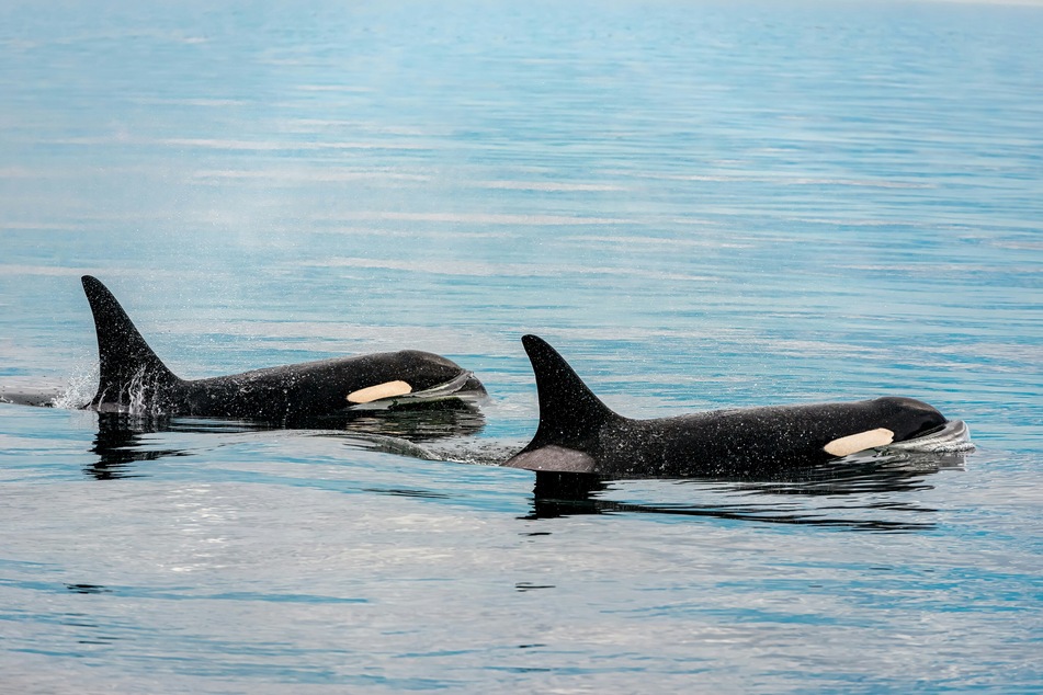 Whales are already known to frolic through seaweed in a practice called "kelping."