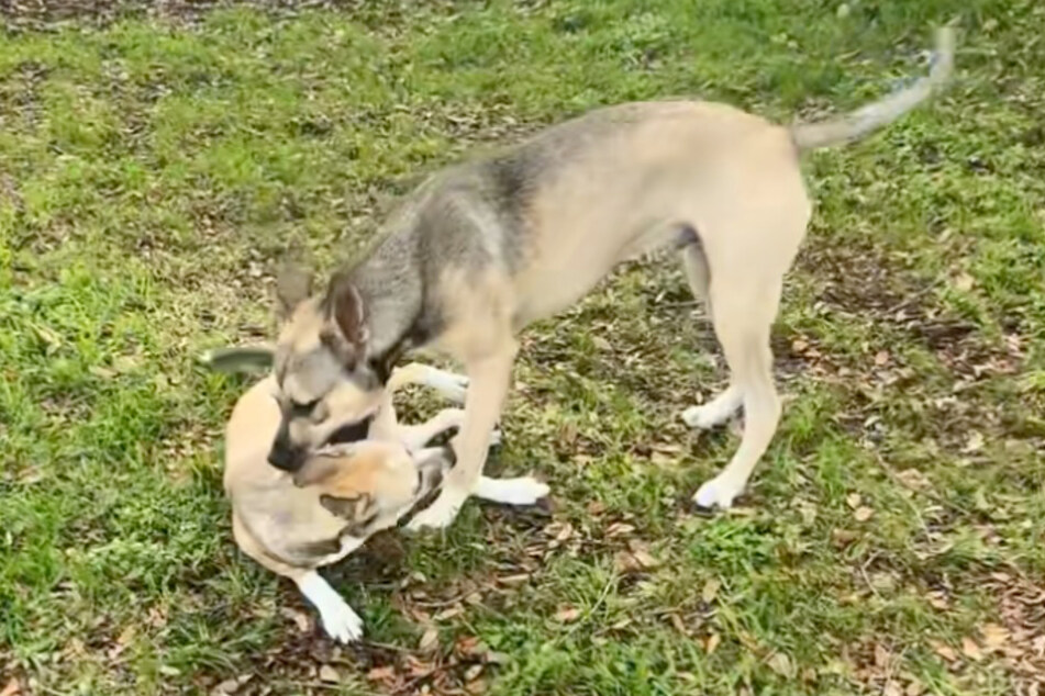 Aspen and her long-lost brother enjoy playing together during their reunion.