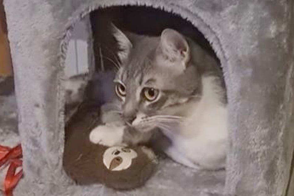 Leo the cat is underwhelmed at best to see his long-lost owner – and TikTokers can't stop laughing!