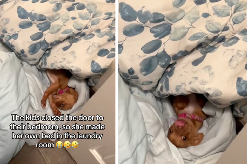 Chihuahua comes up with hilarious solution after kids kick her out of their room