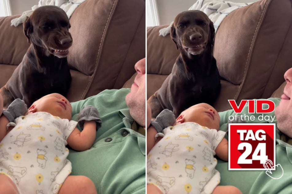 Viral Video of the Day for May 4, 2023: Doggy's jealous reaction goes viral on TikTok