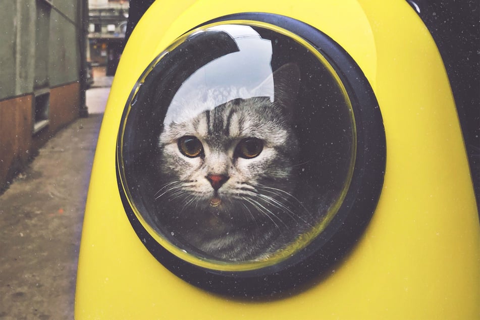 Stupid cats: Top 10 dumbest cat breeds in the world