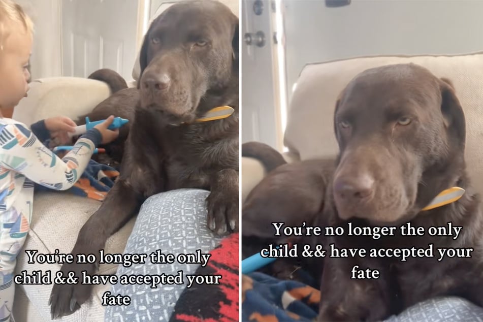Cooper the Labrador dog gained a human brother two years ago. Ever since, the pup has played babysitter to little bro Bennett – and it isn't always easy!