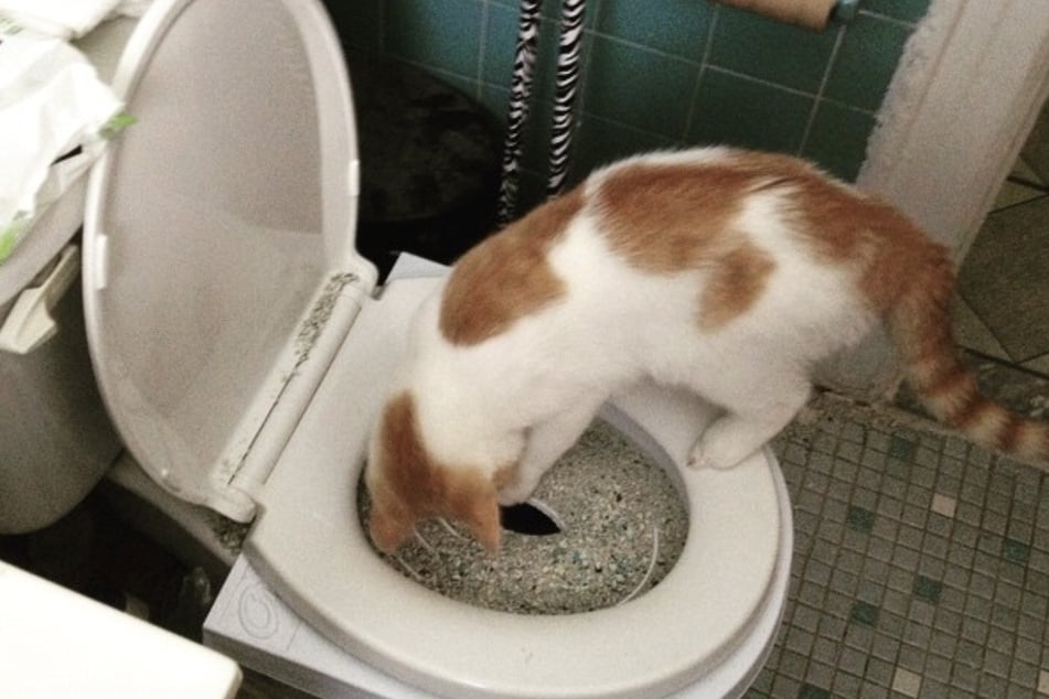The pet owner used a litter box set to teach his cat to go potty in the toilet.