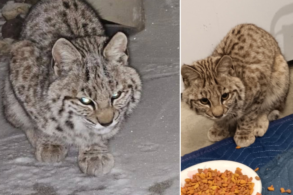 This four-legged friend was taken in by a woman from Nebraska who thought she was helping a pet cat.