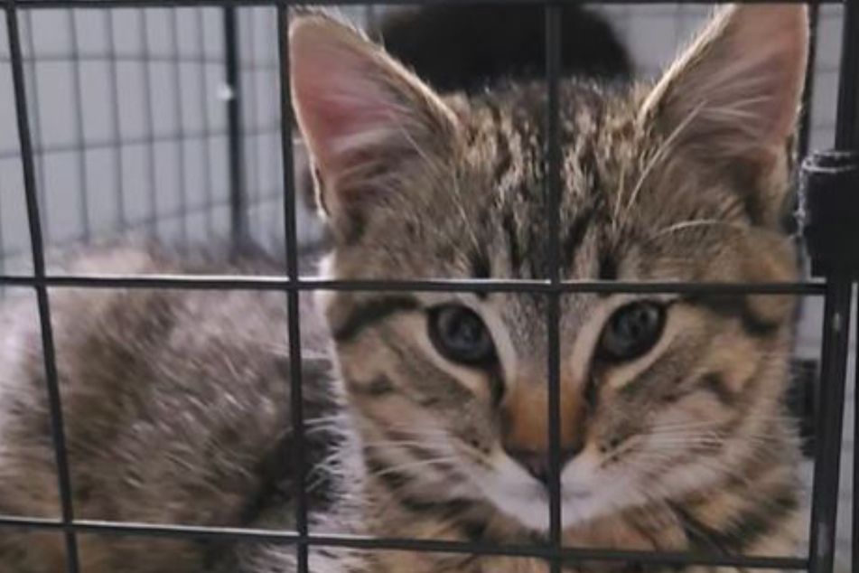 Four months after her elderly cat passed away, this TikToker wasn't sure if she wanted another pet. As her viral TikTok video shows, however, the "universal cat distribution system" had other plans!