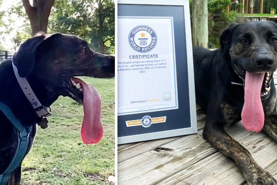 Zoey's tongue was declared as the longest by Guinness World Records.