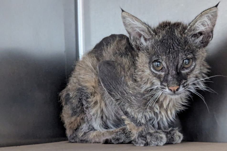 Gardener rescues half-dead kitten from the bushes – but this critter's no house cat!