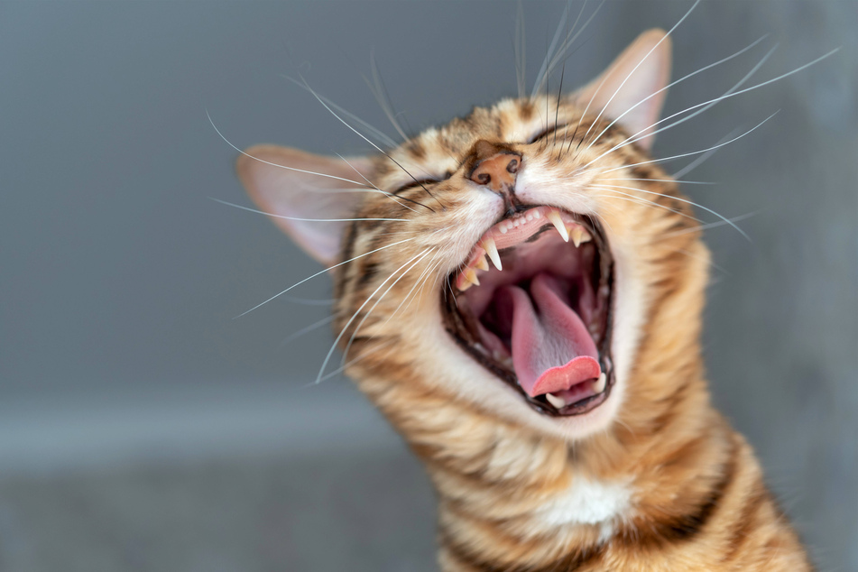 Bengal cats are like tiny tigers.