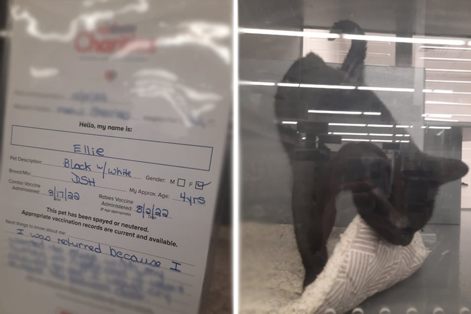 Cat has heartwarming comeback story after being tragically surrendered