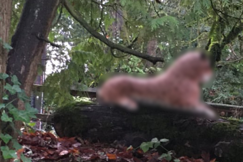Portland officer called in after cheetah sighting discovers a very different kind of animal