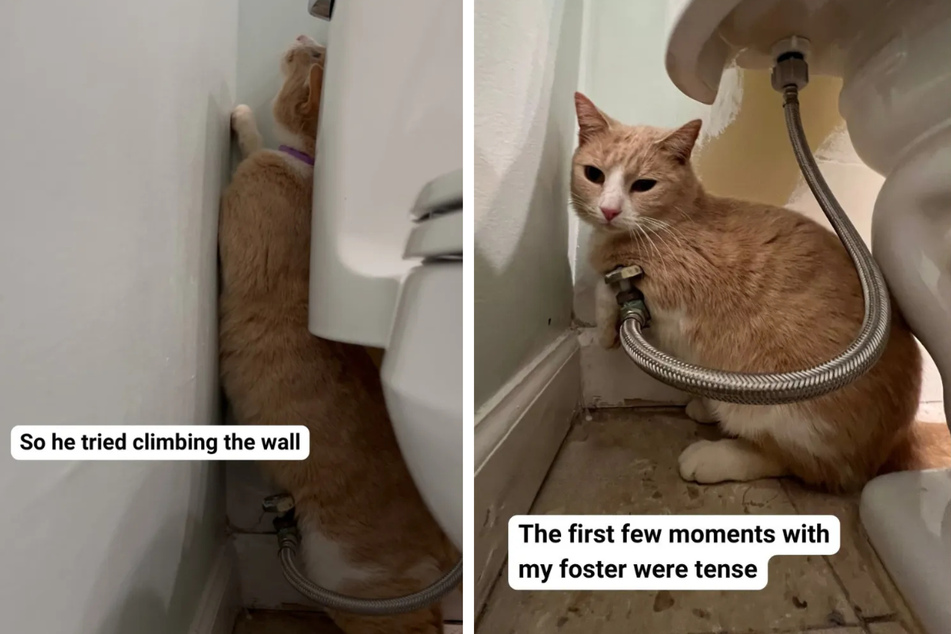 Rescue cat's heartbreaking reaction to first night with foster mom has got everyone crying