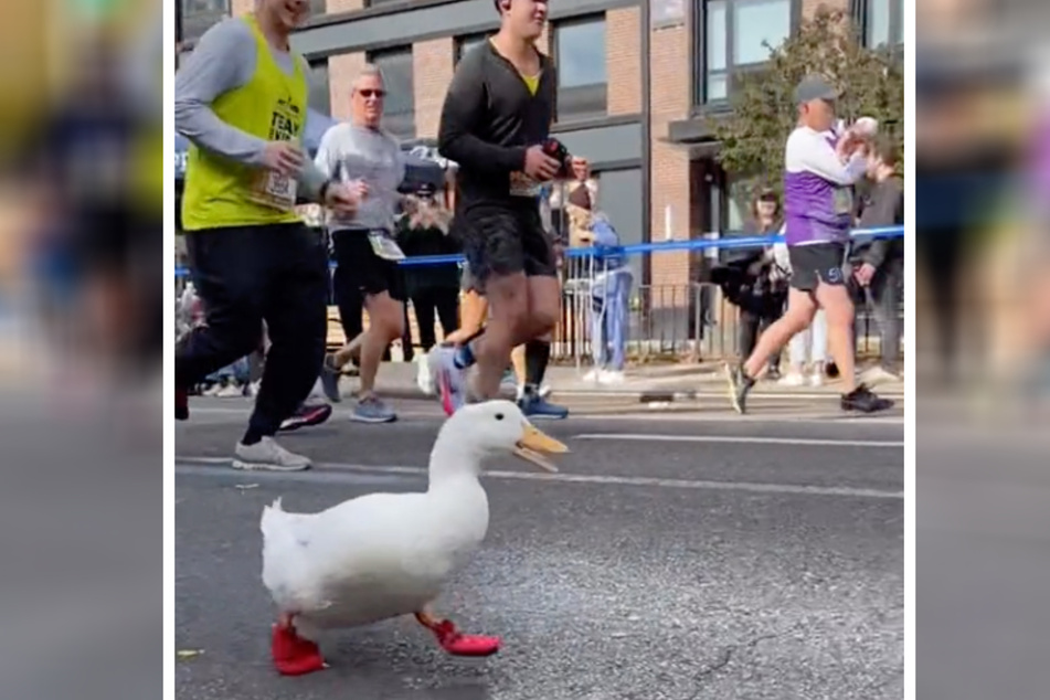 Wrinkle the Duck ran in the New York City Marathon this past Sunday.