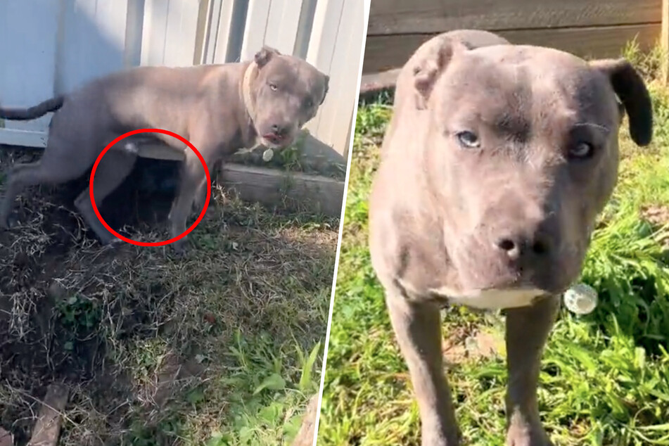 Dog digs an elaborate tunnel for the sweetest reason!