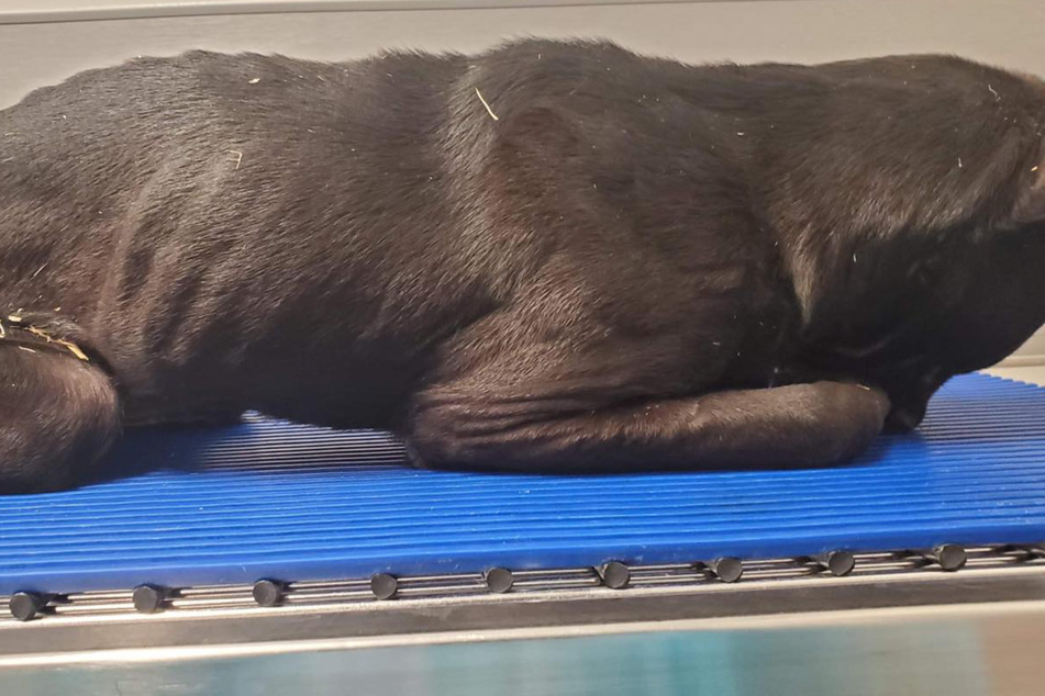 Heartbroken animal rescuers find something shocking in garbage can