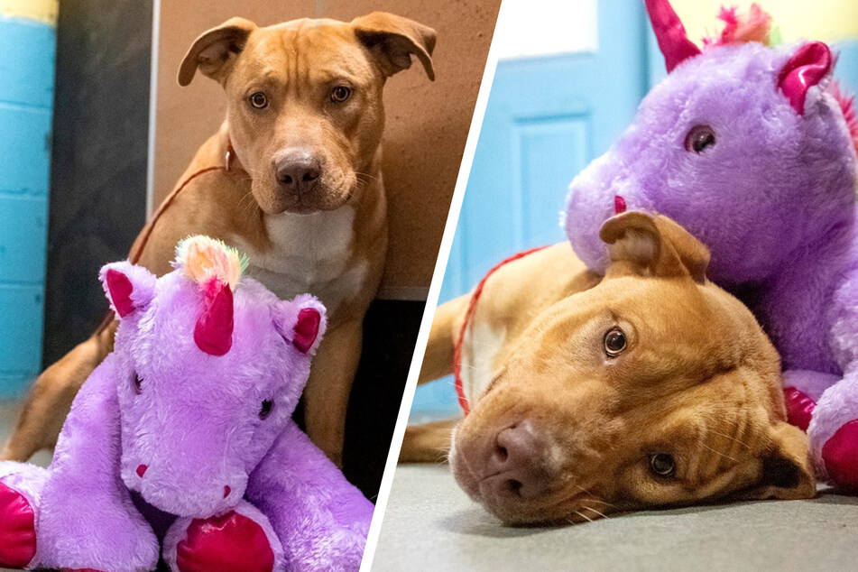 Lonely stray dog keeps trying to steal stuffed unicorn from store