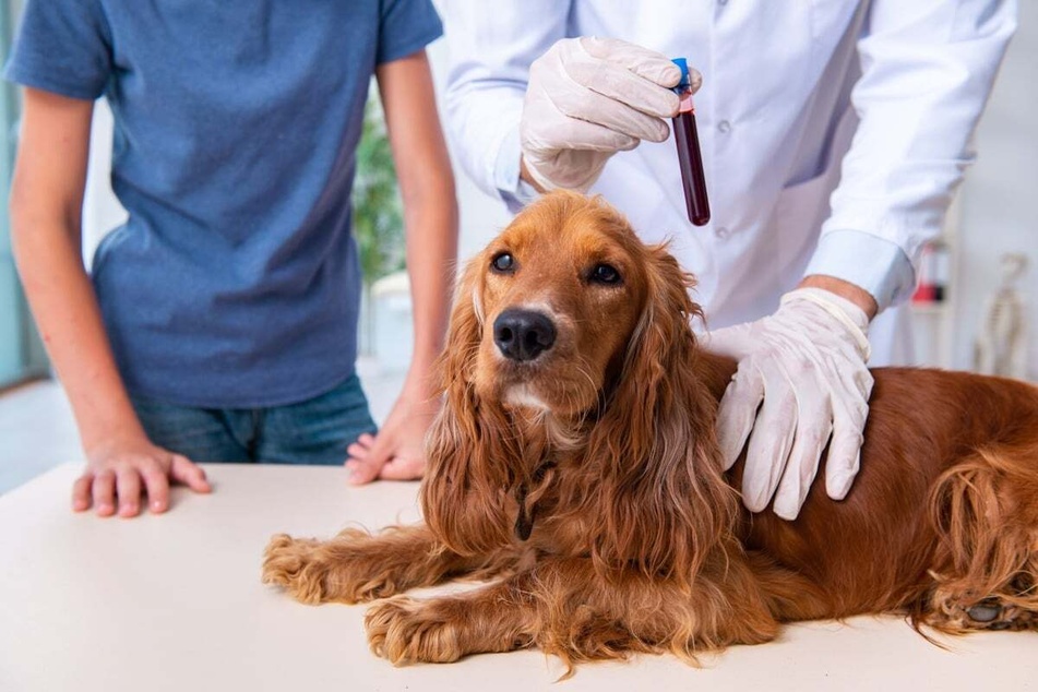 The blood tests from a dog can clearly show how serious possible onion poisoning is.