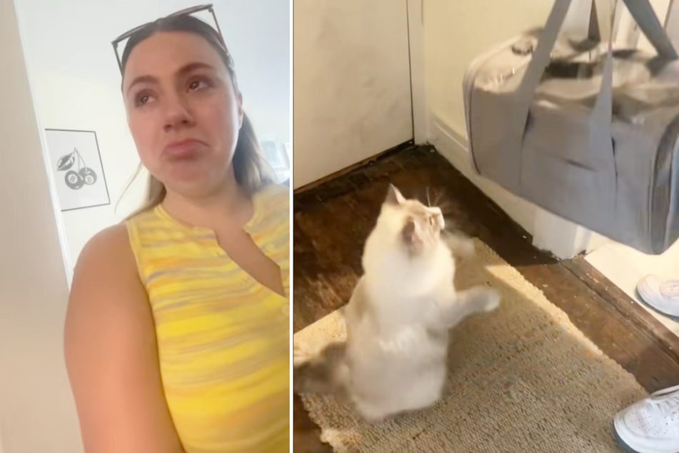 Cat's emotional farewell to foster kittens brings TikTok users to tears