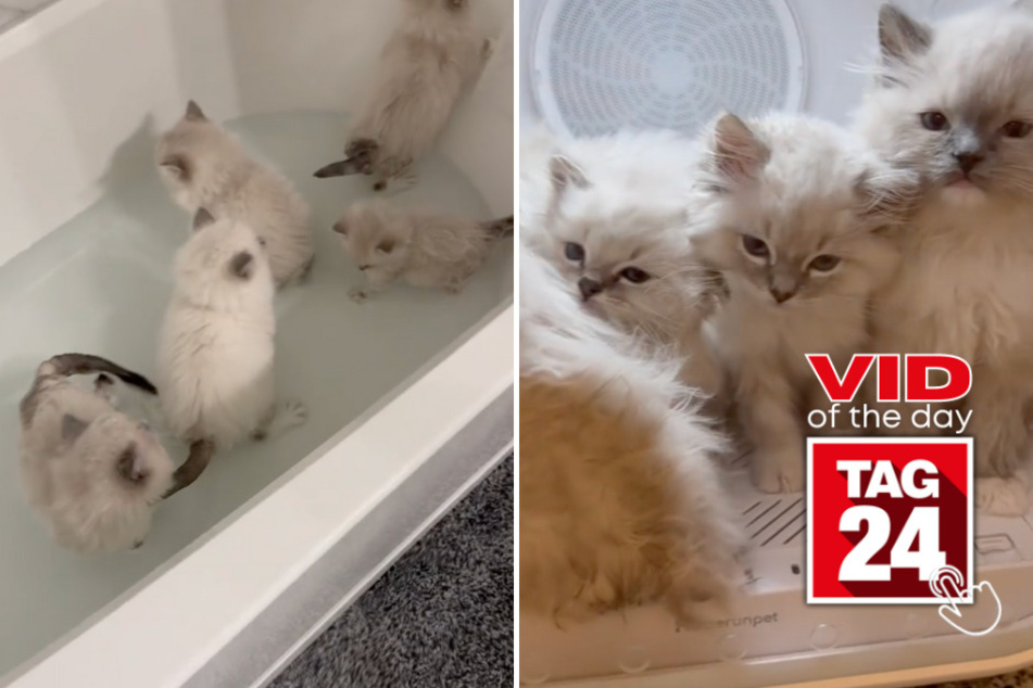 Viral Video of the Day for November 3, 2023: Fluffy kittens at bathtime!