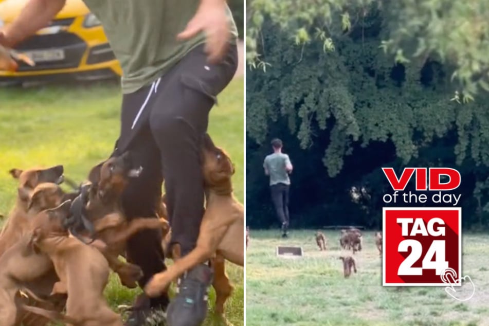 Viral Video of the Day for June 24, 2023: Puppies unleash pants-biting mayhem!
