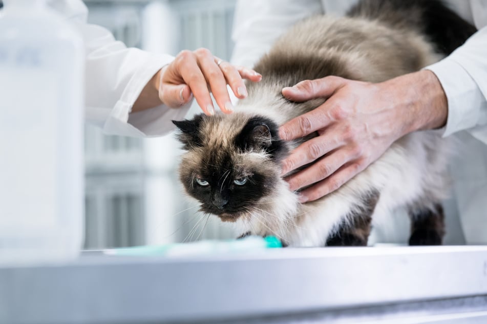 A cat should also have been euthanized. Its family discovered 18 months later that it was still alive and living with an employee (stock image).