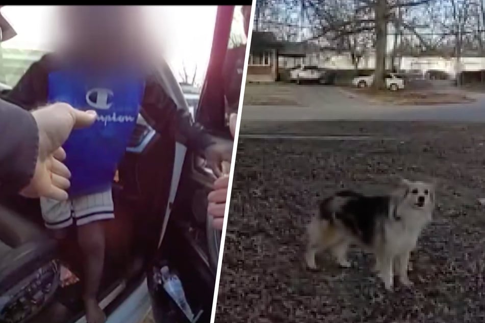 Dog comes to the rescue in search for missing child: "Heroes come in all forms"