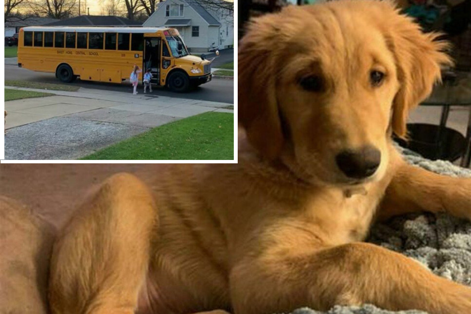 Golden retriever lights up the internet with this sweet morning ritual
