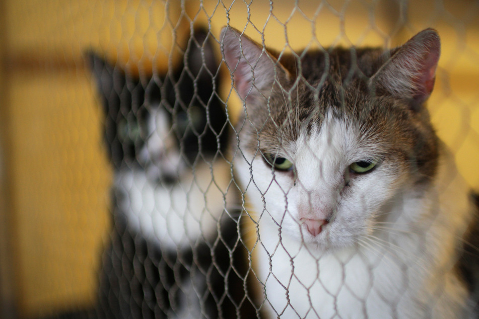 A family's long-lost cat was found, but a reunion is unlikely for a heartbreaking reason