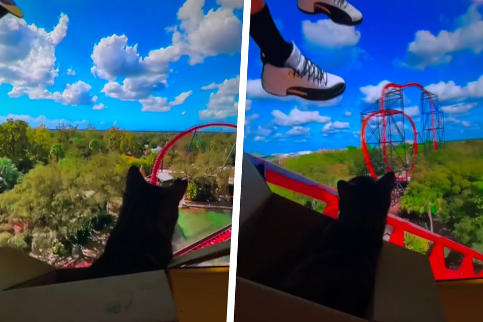 Cat's reaction to virtual roller coaster ride has Instagram cackling