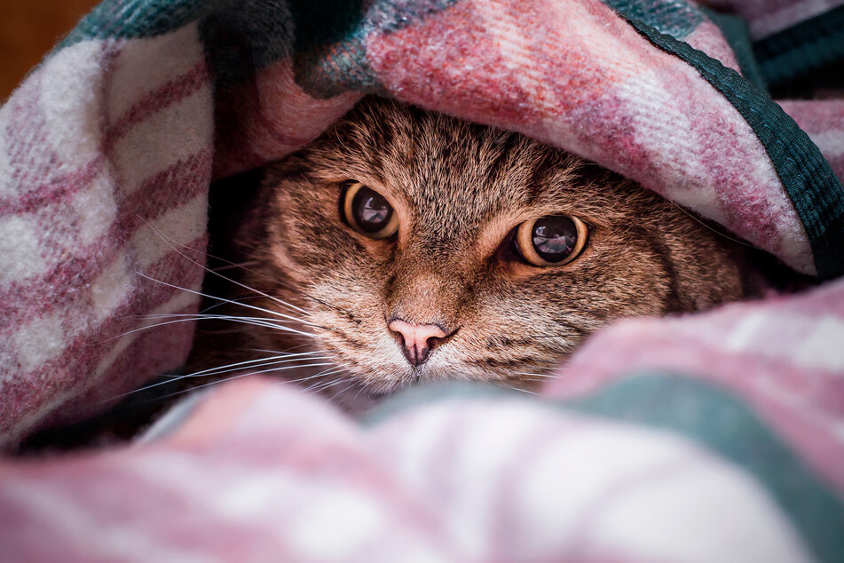 Some cats feel protected when they crawl under the comforter.