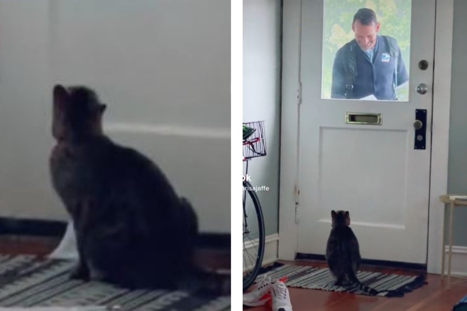 Cat Zeppelin eagerly waits for mailman Ryan Gray in a viral video on TikTok,