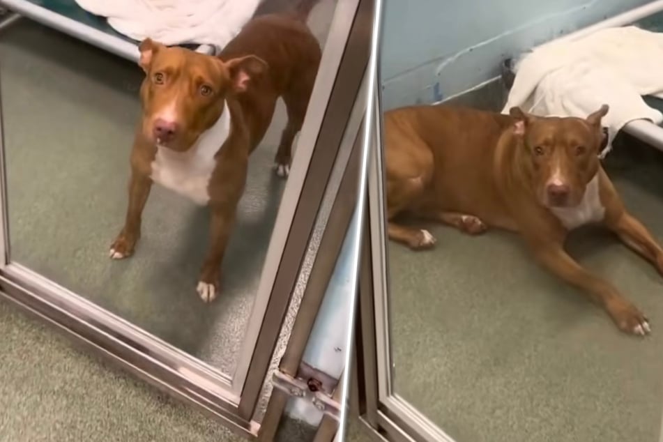This sweet dog was so happy to finally find a new home three years ago, but she's been abandoned again.