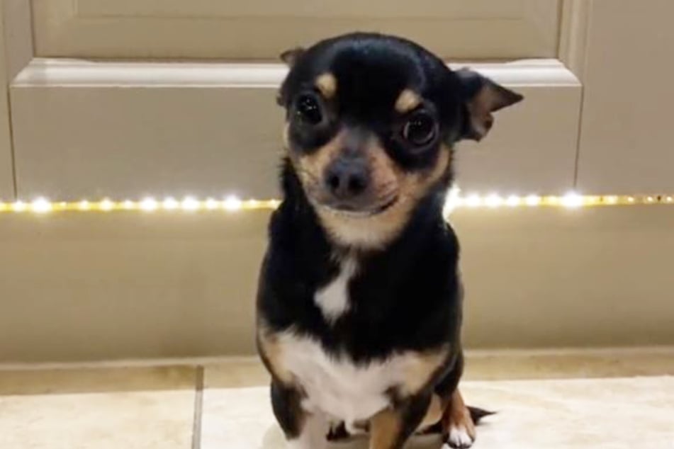 Is Dwight the dog a little theif? TikTok thinks so!
