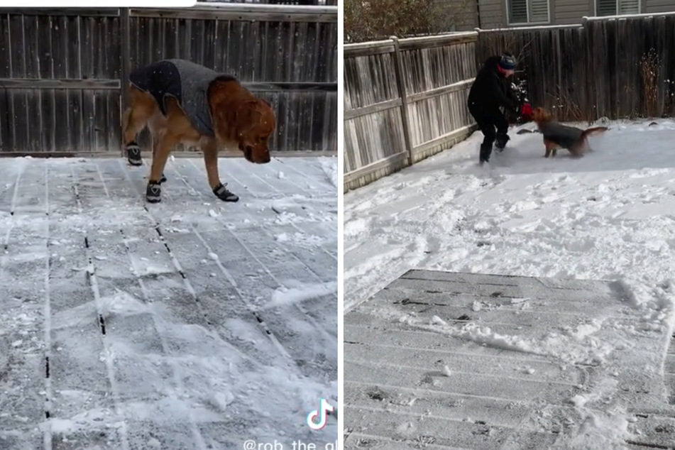 Although Golden Retriever Tucker is still a little unsteady on his feet, he has almost mastered his dog shoes.