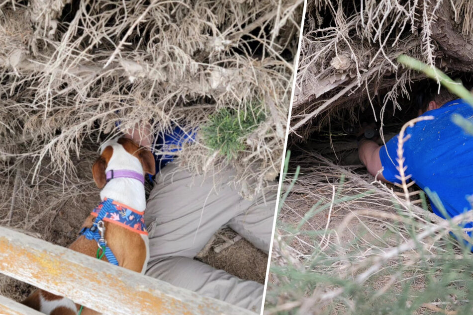Puppy rescue turns bittersweet due to impenetrable hedge