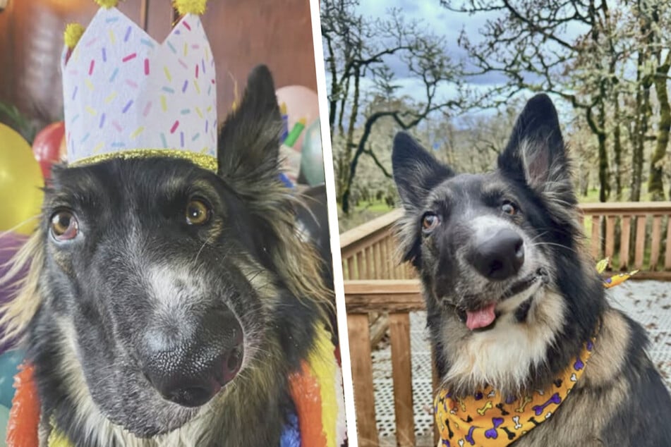 Brodie the dog is perfectly imperfect, and that's exactly what makes him special.