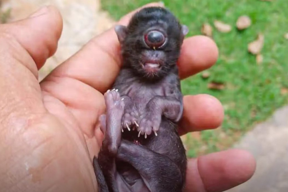 This special cat was born in Brazil. The animal, which died two days later, suffered from cyclopia.