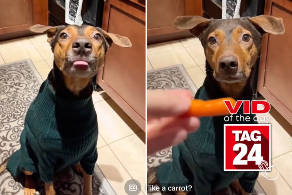 Viral Video of the Day for November 14, 2024: Dog eats carrot like an ATM machine accepts money