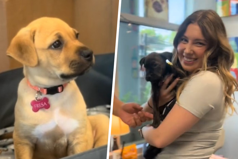Puppy watches as sister is adopted without her in heartbreaking video