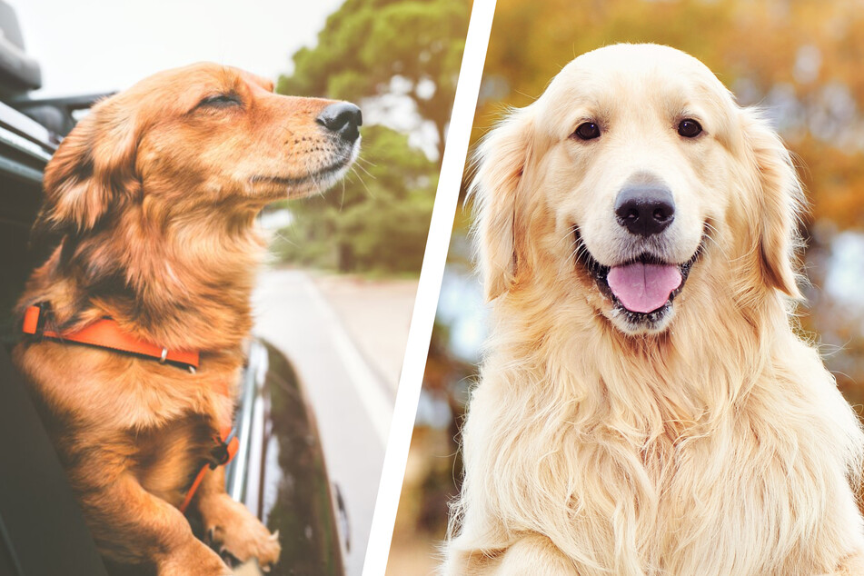 Golden Retriever and Dachshund mix makes a Golden Dox with different colored eyes!