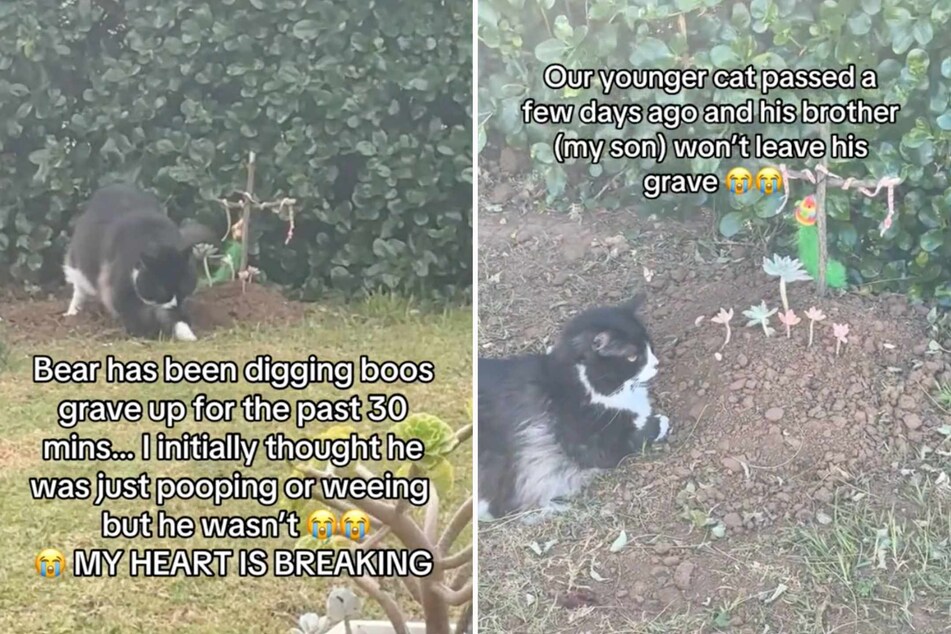 Grieving cat tries to dig up dead kitty sibling in heartbreaking TikTok video
