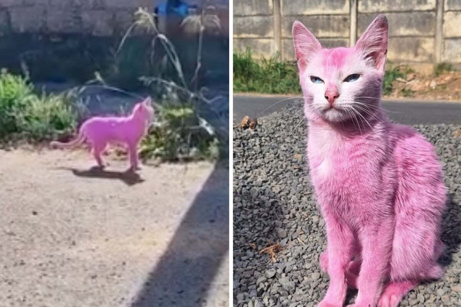 Cruel pet owner dyes cat pink with toxic wood paint – can rescuers save her?
