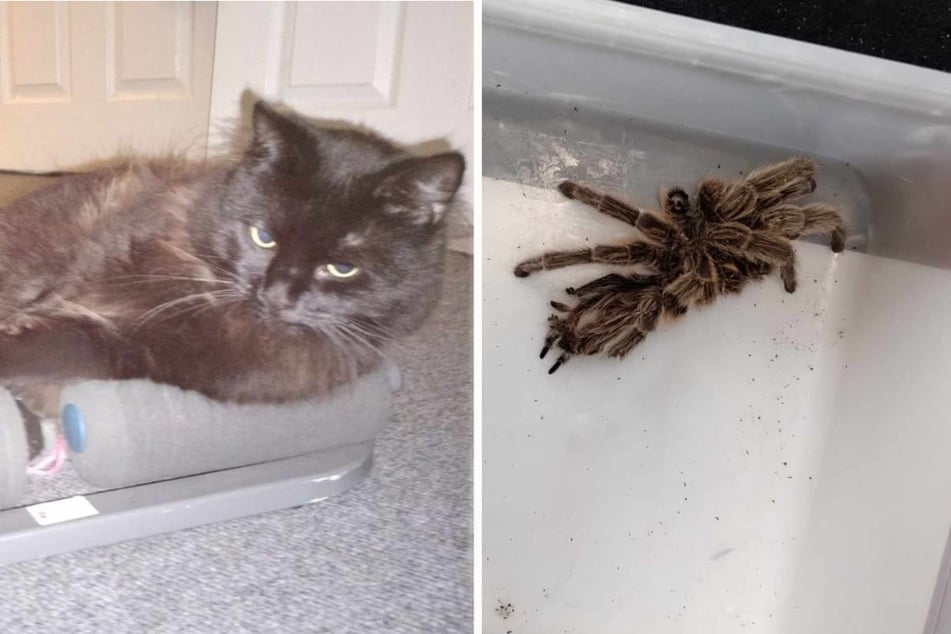 Cat brings terrifying "gift" to owner!