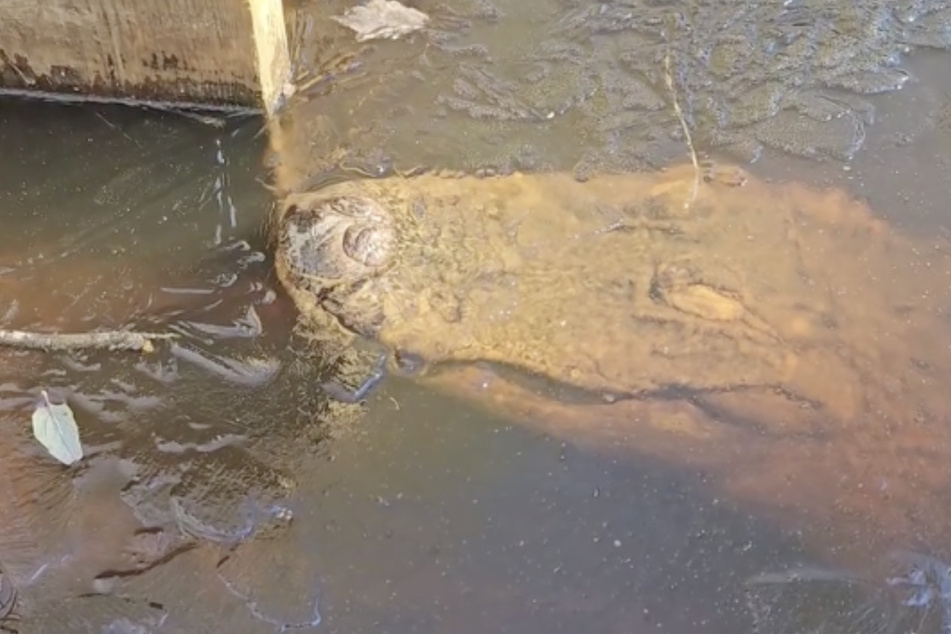 Alligators go into a special state and stick their snouts out when temps drop below freezing.