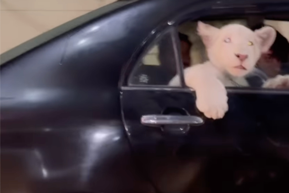 Lion cub hitches a ride in wild viral video