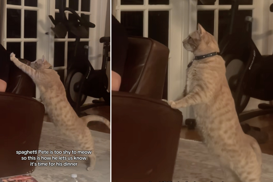 Shy cat who doesn't meow comes up with an ingenious workaround