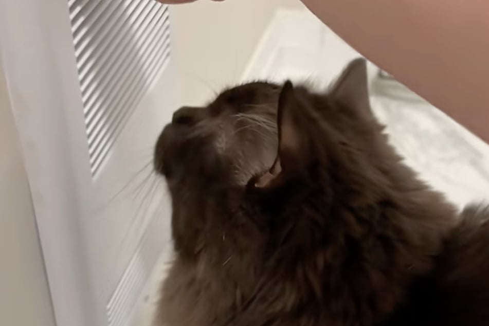 The cat wanted nothing more than to sit near the warm air.
